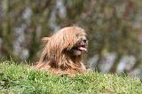 LHASSA APSO 233
